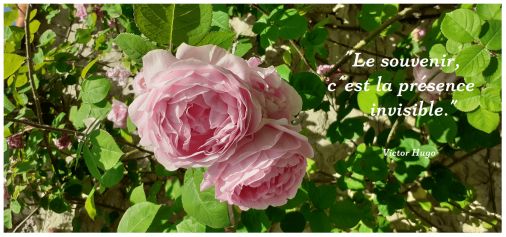 Image en témoignage